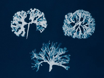 Chondrus Crispus & the Imposter (Cyanotype on Somerset paper)